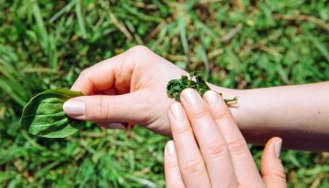 La planta ‘curalotodo’ que depura el intestino y el sistema respiratorio