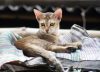 ¿Qué dice la psicología de las personas que aman a los gatos? Tienen rasgos y características especiales