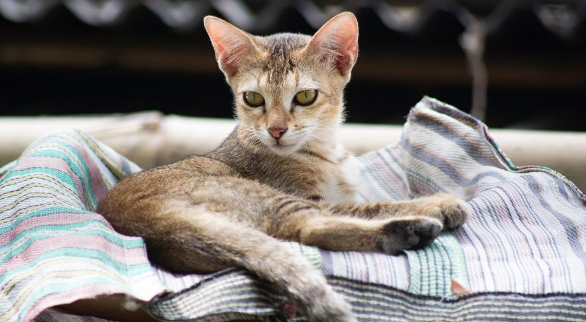¿Qué dice la psicología de las personas que aman a los gatos? Tienen rasgos y características especiales