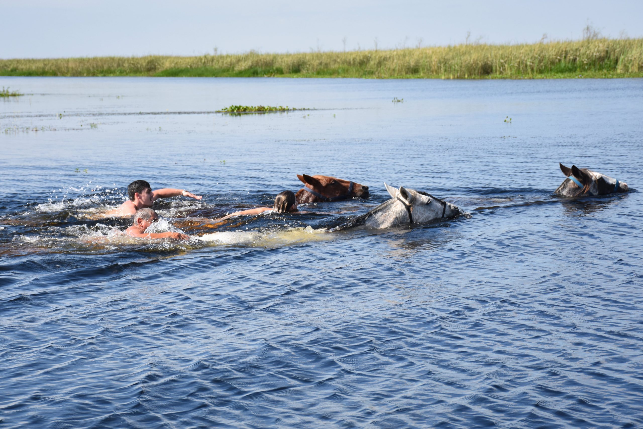 El nado a caballo es una gran experiencia para vivir en Corrientes.