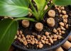 No es por estética: por qué se recomienda poner corchos en la tierra de las plantas y para qué sirve