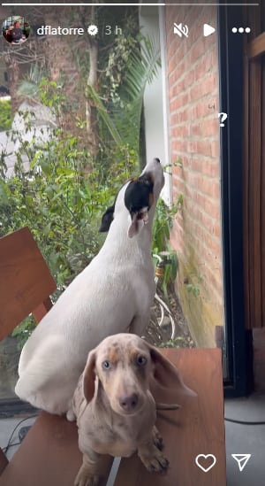 Diego Latorre mostró la compañía que le hacen sus perros Polo y Ralph (Foto: captura Instagram/dflatorre)