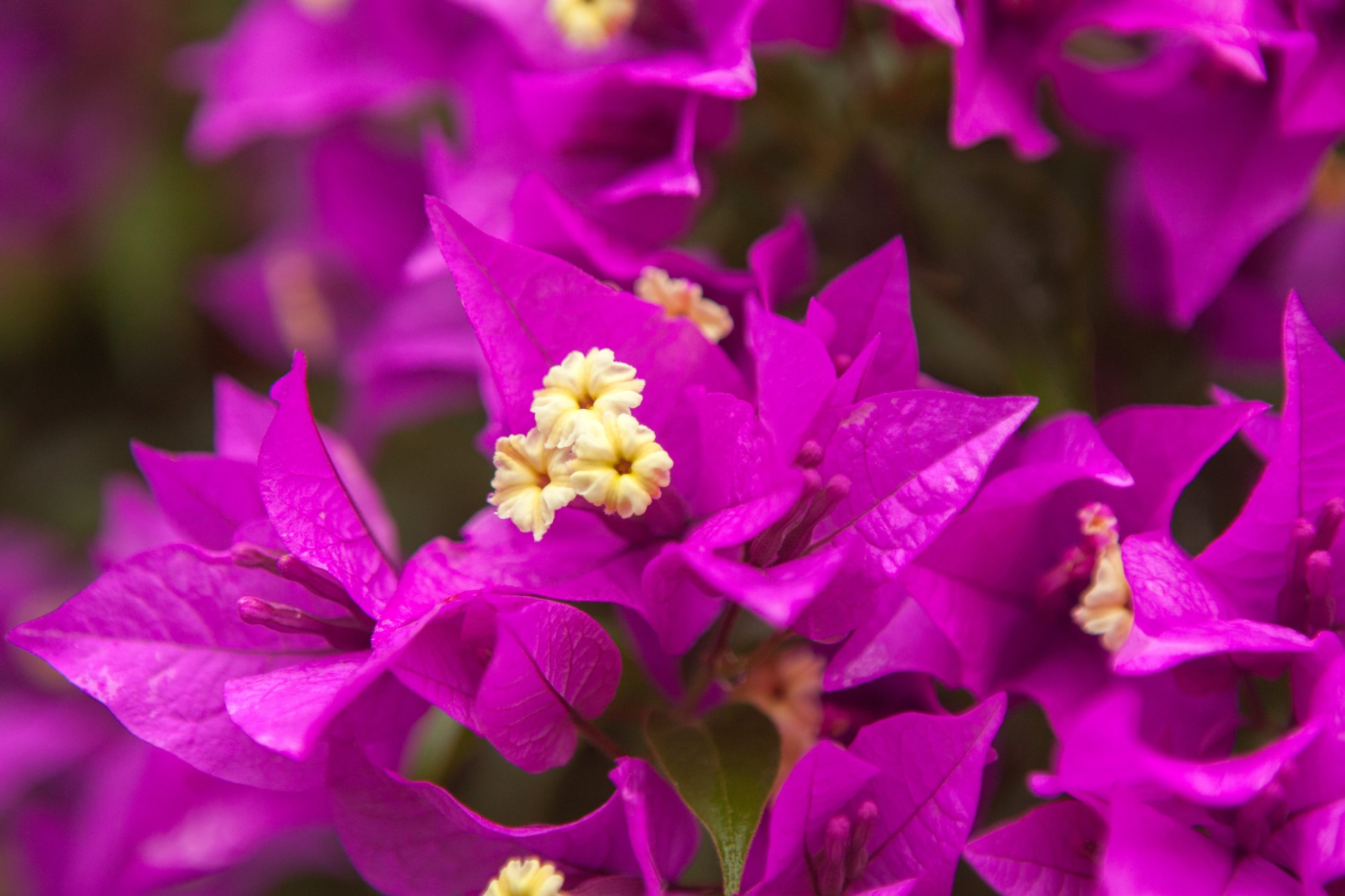 Santarritas en flor.