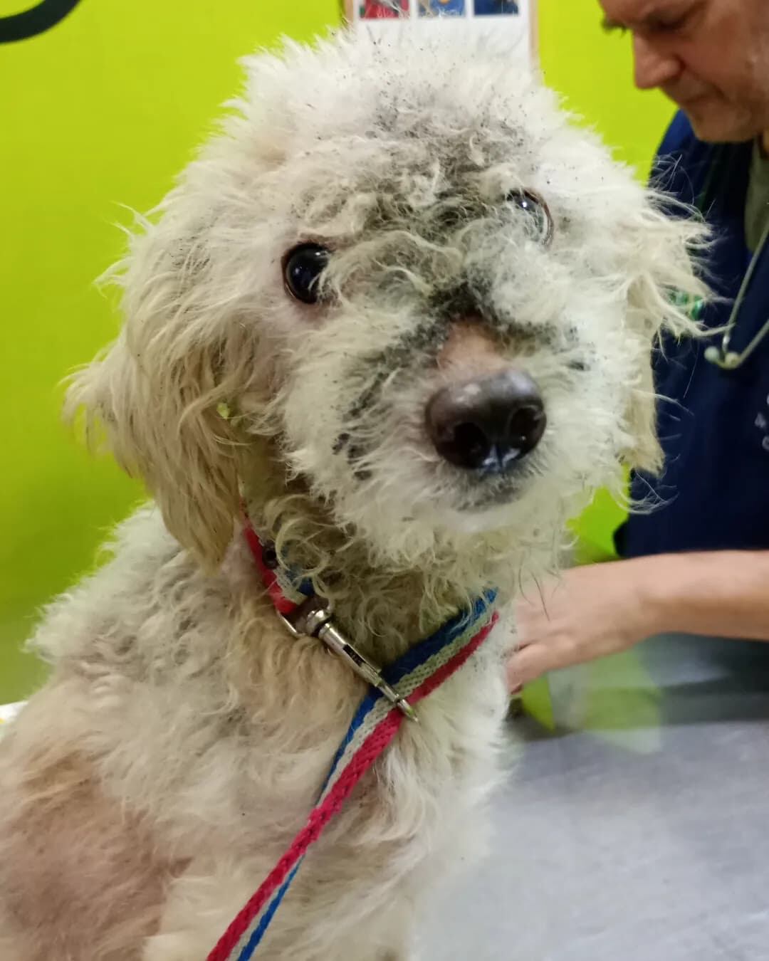 En la consulta veterinaria se determinó que César tenía entre dos y tres años.