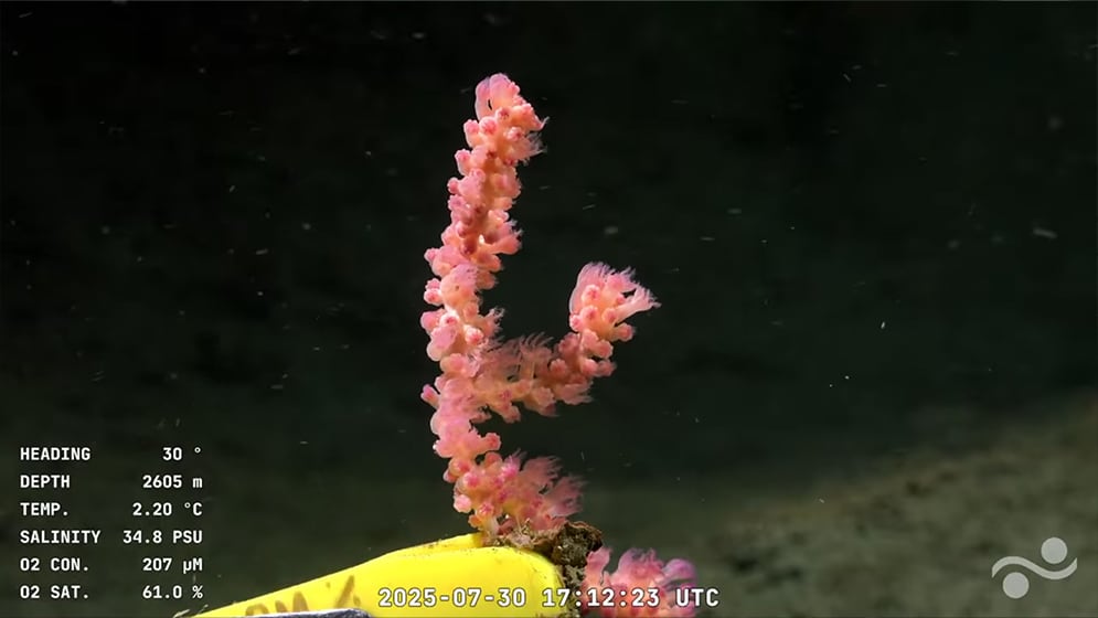 Imagen submarina captada por el vehículo operado remotamente (ROV) SuBastian