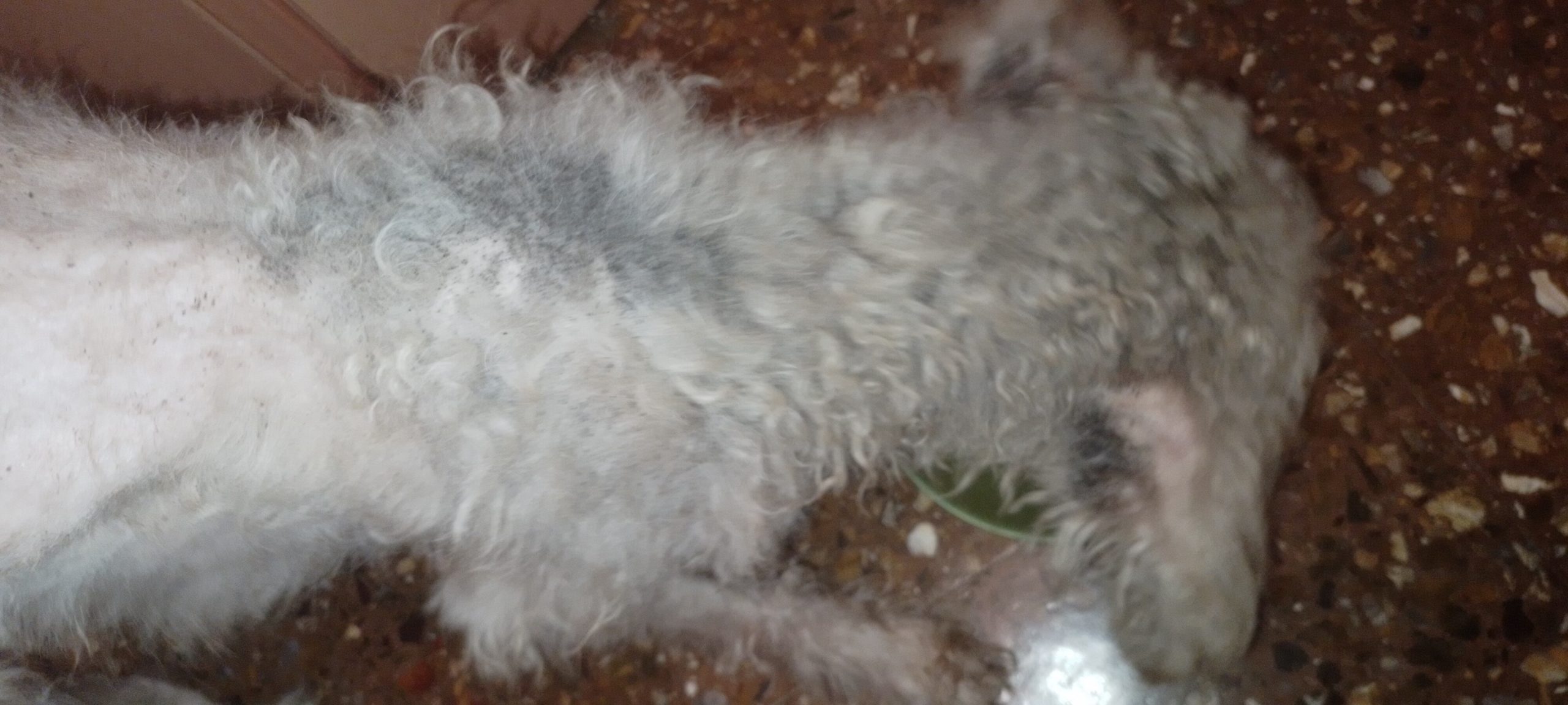El perro de raza caniche estaba desnutrido y lleno de pulgas.