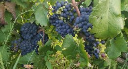 Caso exitoso: llegó de España con 13 años, se dedicó a las frutas y ahora su empresa exporta uvas a selectos mercados
