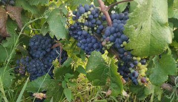Caso exitoso: llegó de España con 13 años, se dedicó a las frutas y ahora su empresa exporta uvas a selectos mercados