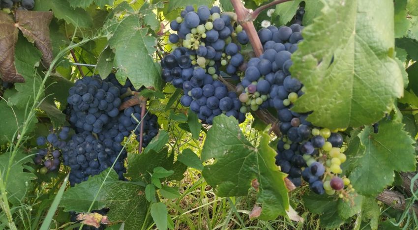 Caso exitoso: llegó de España con 13 años, se dedicó a las frutas y ahora su empresa exporta uvas a selectos mercados