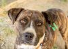 Ni boxer ni pitbull: cómo se llama el animal que nace de la cruza entre estos dos perros