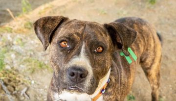 Ni boxer ni pitbull: cómo se llama el animal que nace de la cruza entre estos dos perros