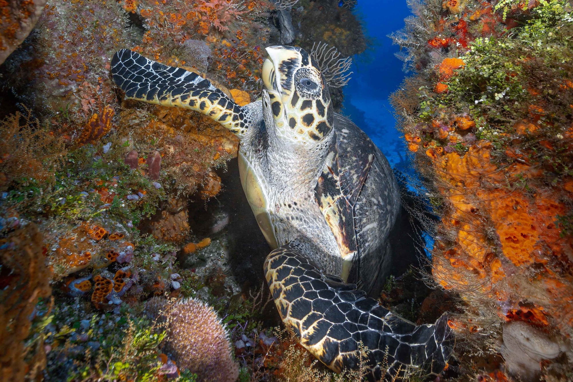 Con el título de instructor bajo el brazo, algunas pertenencias y muchos sueños, arribó a Cozumel, deseoso de sumergirse en sus aguas cristalinas, reconocidas entre las mejores del mundo para el buceo: “Eran el lienzo perfecto para reinventarme”. (Foto: Gustavo Costa- @gustavocostaphotography)