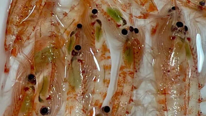 Krill antártico (50-60 mm) con vísceras verdes que muestran que han comido algas recientemente