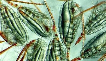 Los diminutos y poco apreciados animales que ayudan a reducir el calentamiento global