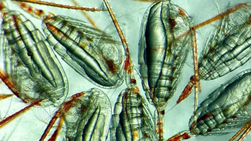 Copépodos hembra (4 mm) con depósitos de grasa en el cuerpo