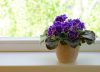 Tres plantas acuáticas que requieren pocos cuidados y son perfectas para decorar el interior del hogar