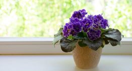 Tres plantas acuáticas que requieren pocos cuidados y son perfectas para decorar el interior del hogar