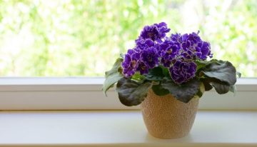 Tres plantas acuáticas que requieren pocos cuidados y son perfectas para decorar el interior del hogar