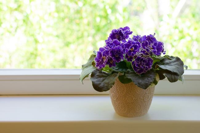 Tres plantas acuáticas que requieren pocos cuidados y son perfectas para decorar el interior del hogar