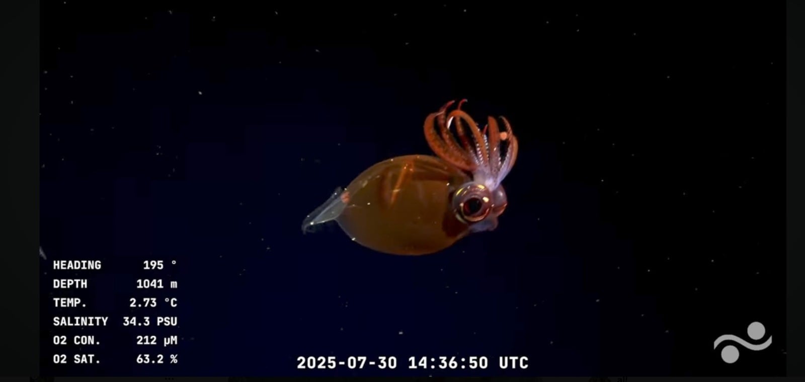 Imagen submarina captada por el vehículo operado remotamente (ROV) SuBastian