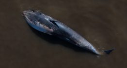 Apareció encallada una ballena en la costa de Vicente López