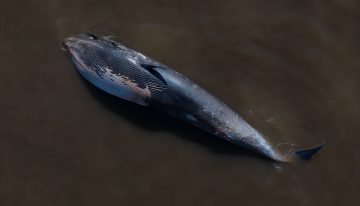 Apareció encallada una ballena en la costa de Vicente López