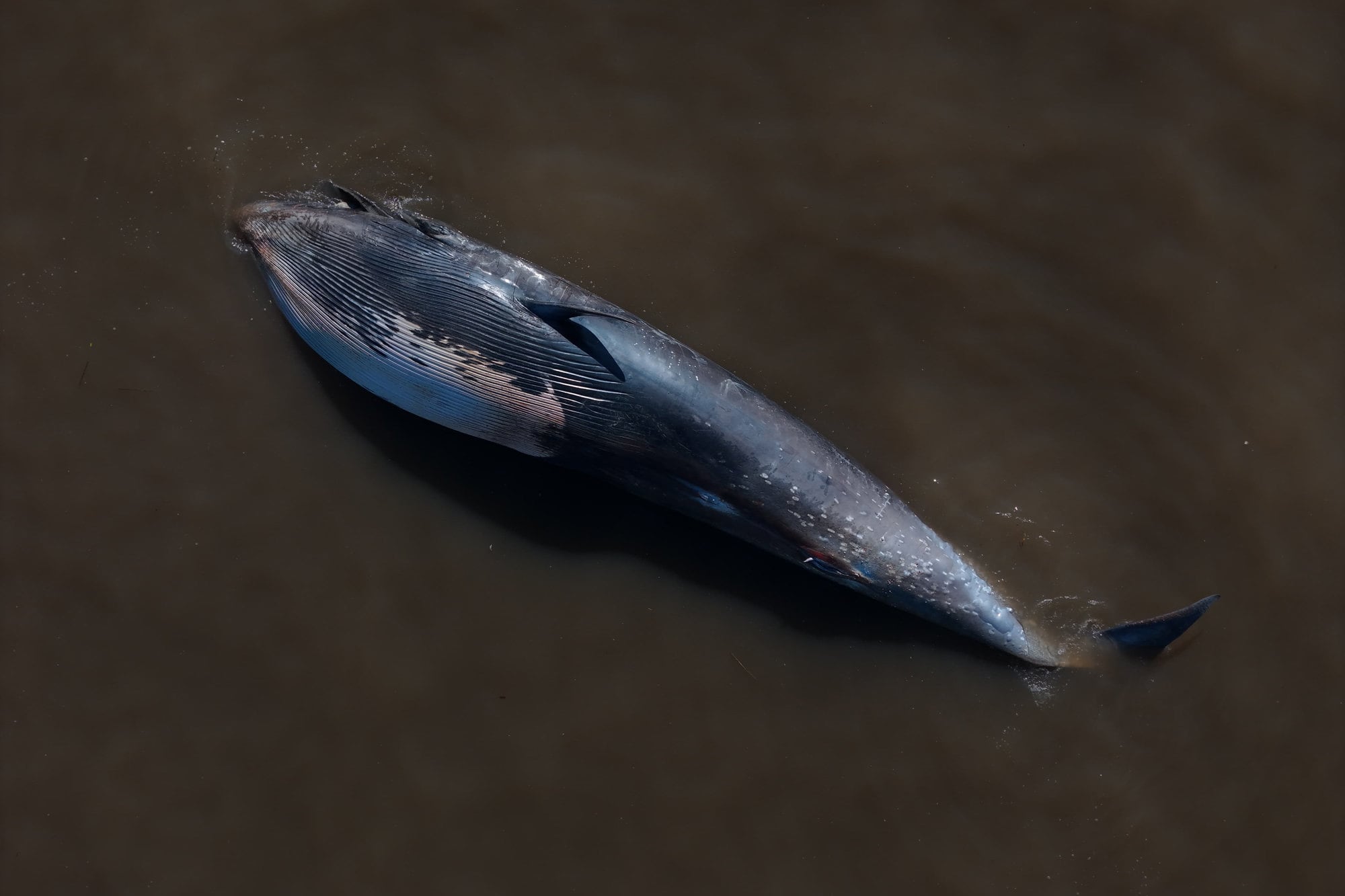 Ballena encallada en Paraná y el río