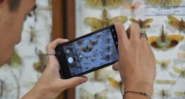 El impresionante museo bonaerense que reúne 70 mil mariposas de cinco continentes