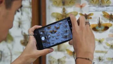 El impresionante museo bonaerense que reúne 70 mil mariposas de cinco continentes