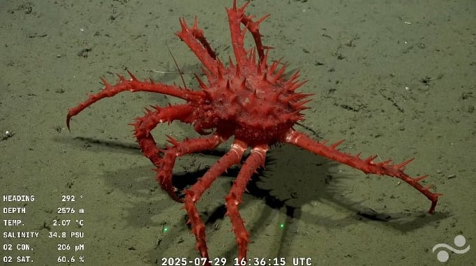 Imagen submarina captada por el vehículo operado remotamente (ROV) SuBastian