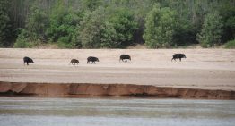 Dejó la ganadería para crear un oasis en el monte que es refugio de cientos de especies