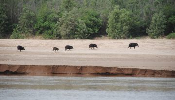 Dejó la ganadería para crear un oasis en el monte que es refugio de cientos de especies