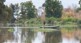 El otro delta: a dos horas de Capital Federal, el río y los arroyos repletos de aves que muy pocos conocen