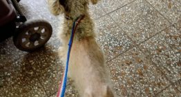 Vio cómo lo atropellaban, lo siguió 6 cuadras y recién un mes después pudo ayudarlo: “Gritaba de dolor”