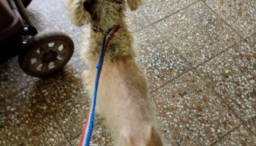 Vio cómo lo atropellaban, lo siguió 6 cuadras y recién un mes después pudo ayudarlo: “Gritaba de dolor”