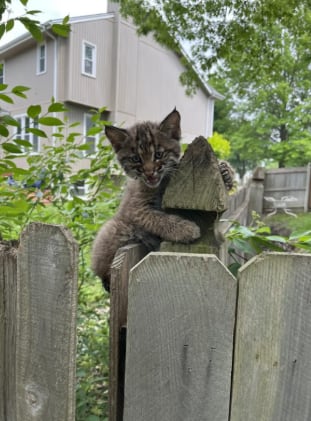 Se trataba de un cachorro de lince rojo