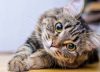 ¿Cuáles son los 10 mejores nombres para gatos según la inteligencia artificial?