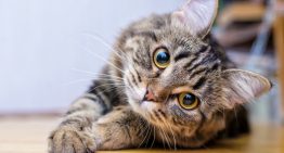 ¿Cuáles son los 10 mejores nombres para gatos según la inteligencia artificial?