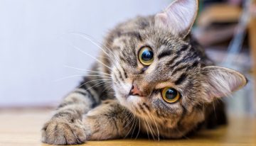 ¿Cuáles son los 10 mejores nombres para gatos según la inteligencia artificial?