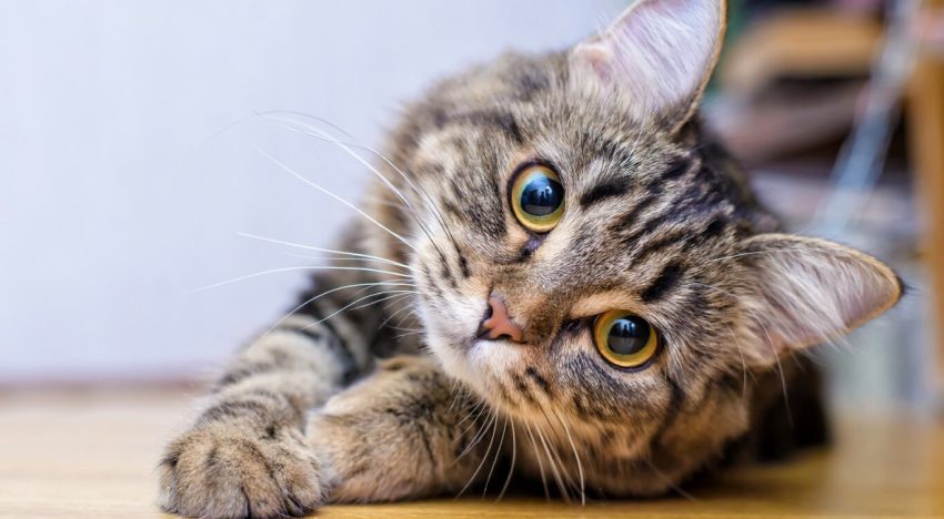 ¿Cuáles son los 10 mejores nombres para gatos según la inteligencia artificial?