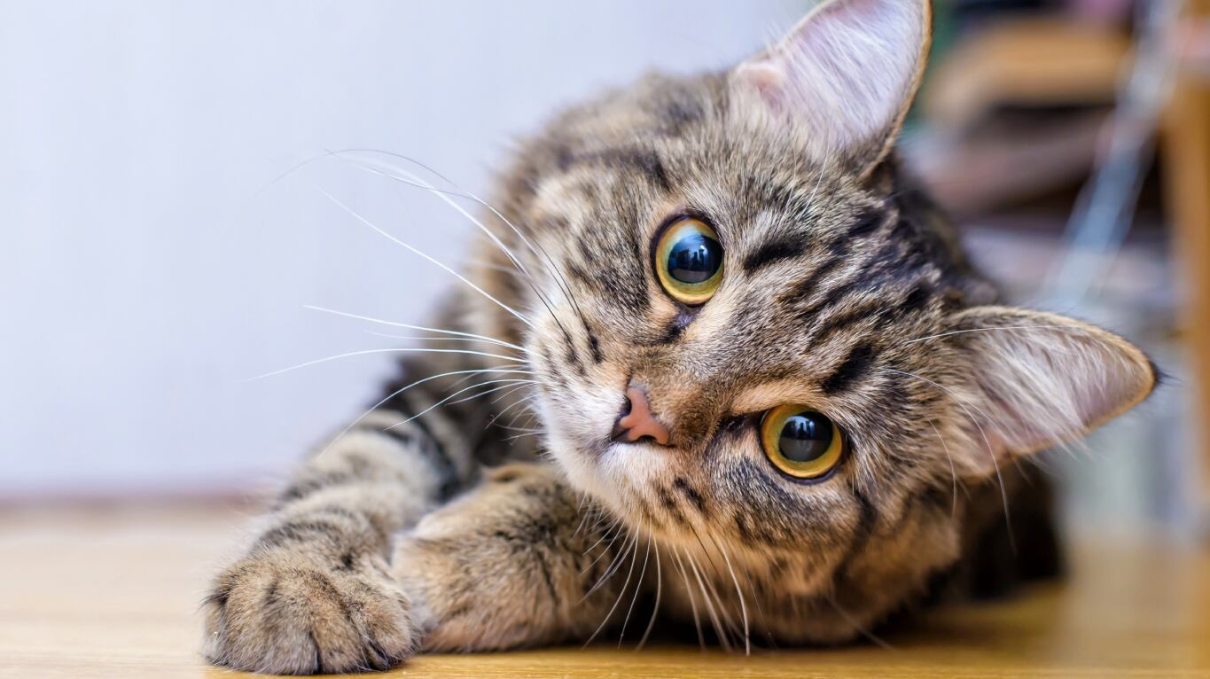 Según la IA, Luna es el mejor nombre para ponerle a un gato (Foto: Adobe Stock)