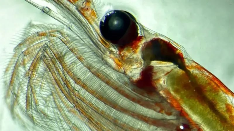 Sin el zooplancton, la atmósfera de nuestro planeta sería mucho más cálida