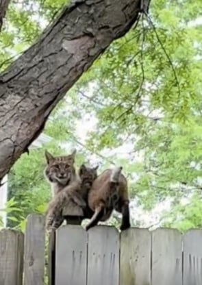 El reencuentro: la madre se acercó al lugar tras oír los sonidos de su especie