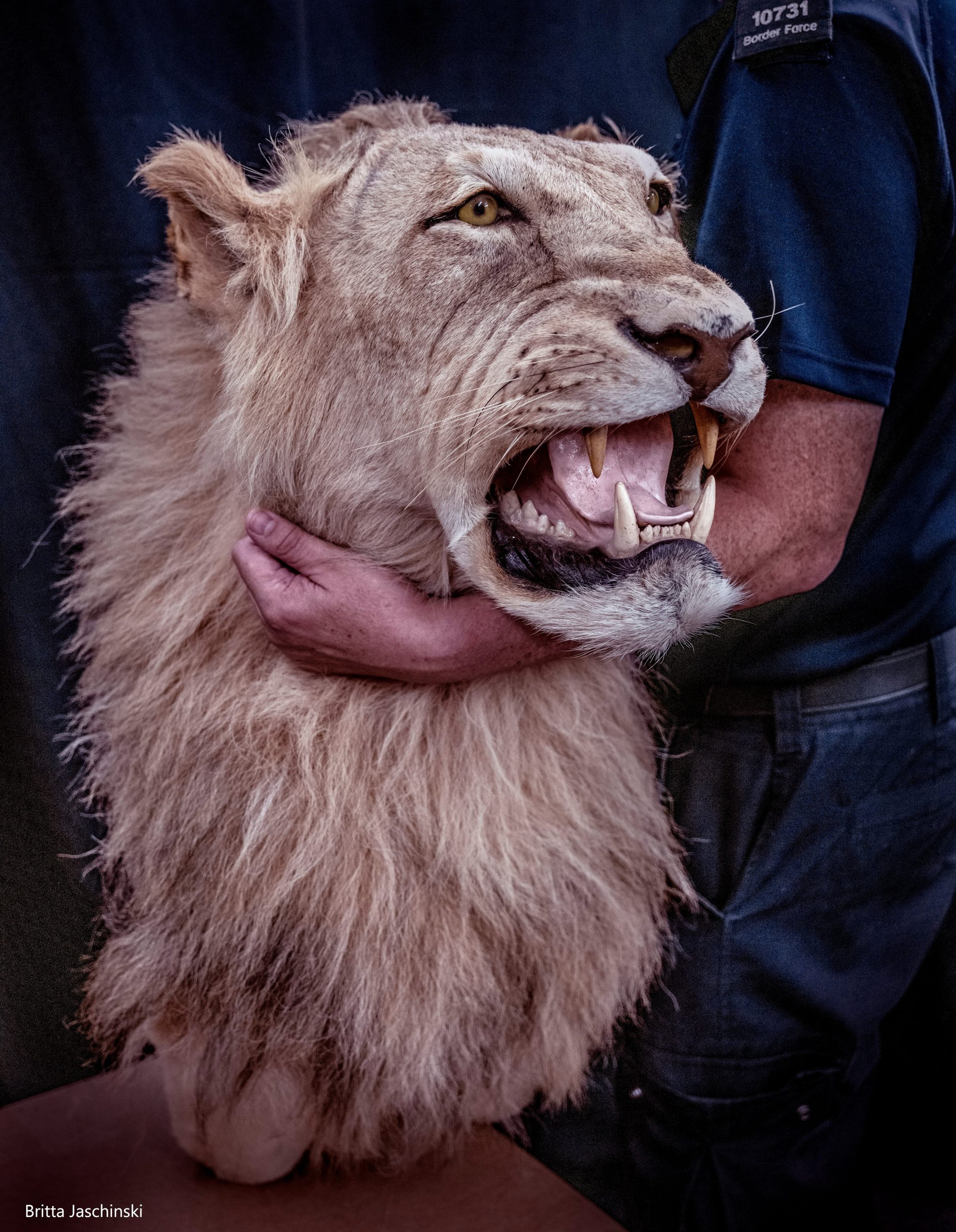 Britta Jaschinskila y su mirada sobre el tráfico de fauna