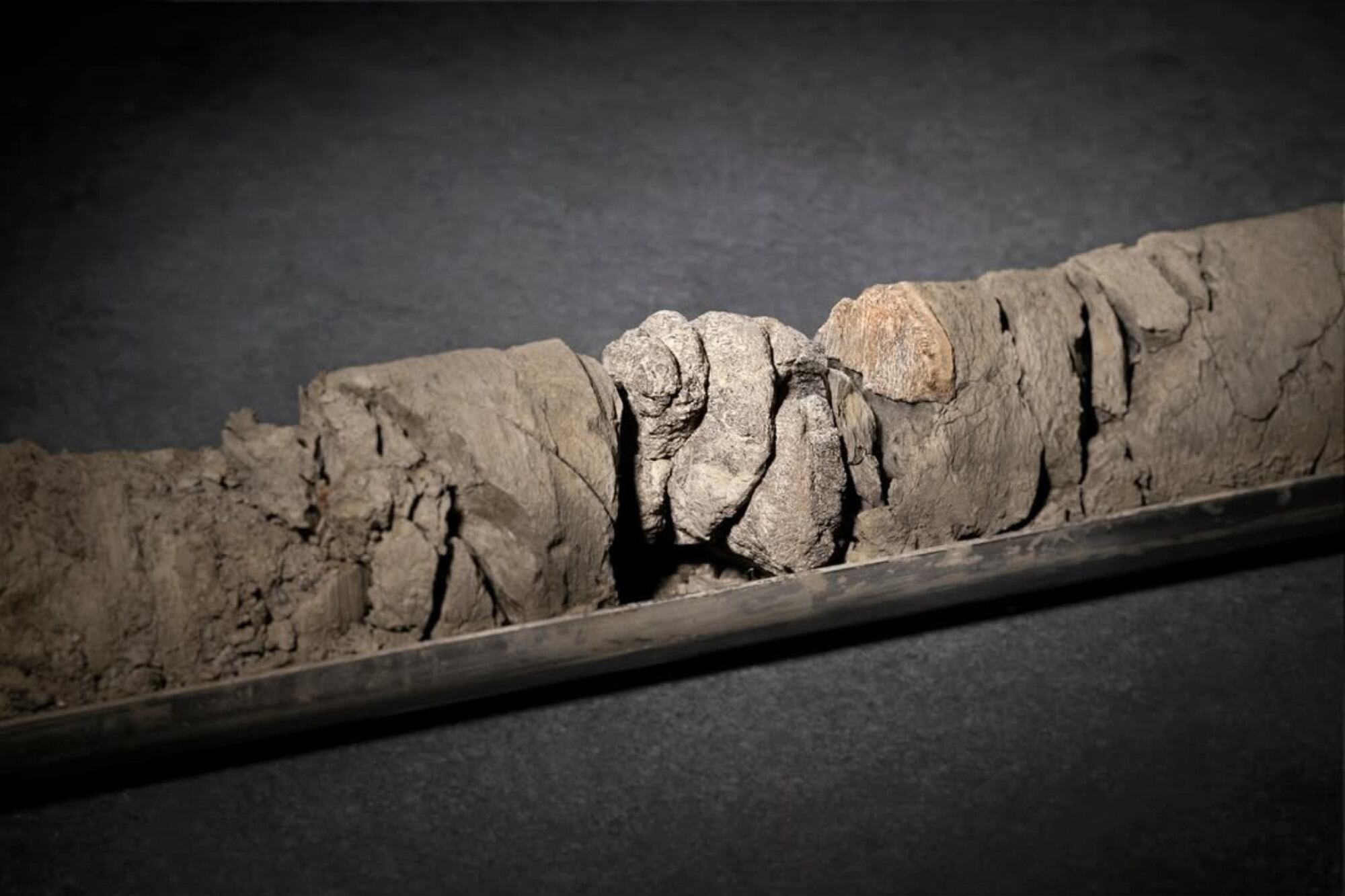 El fósil fue estudiado por expertos del museo Foto: Instagram @denvermuseumns