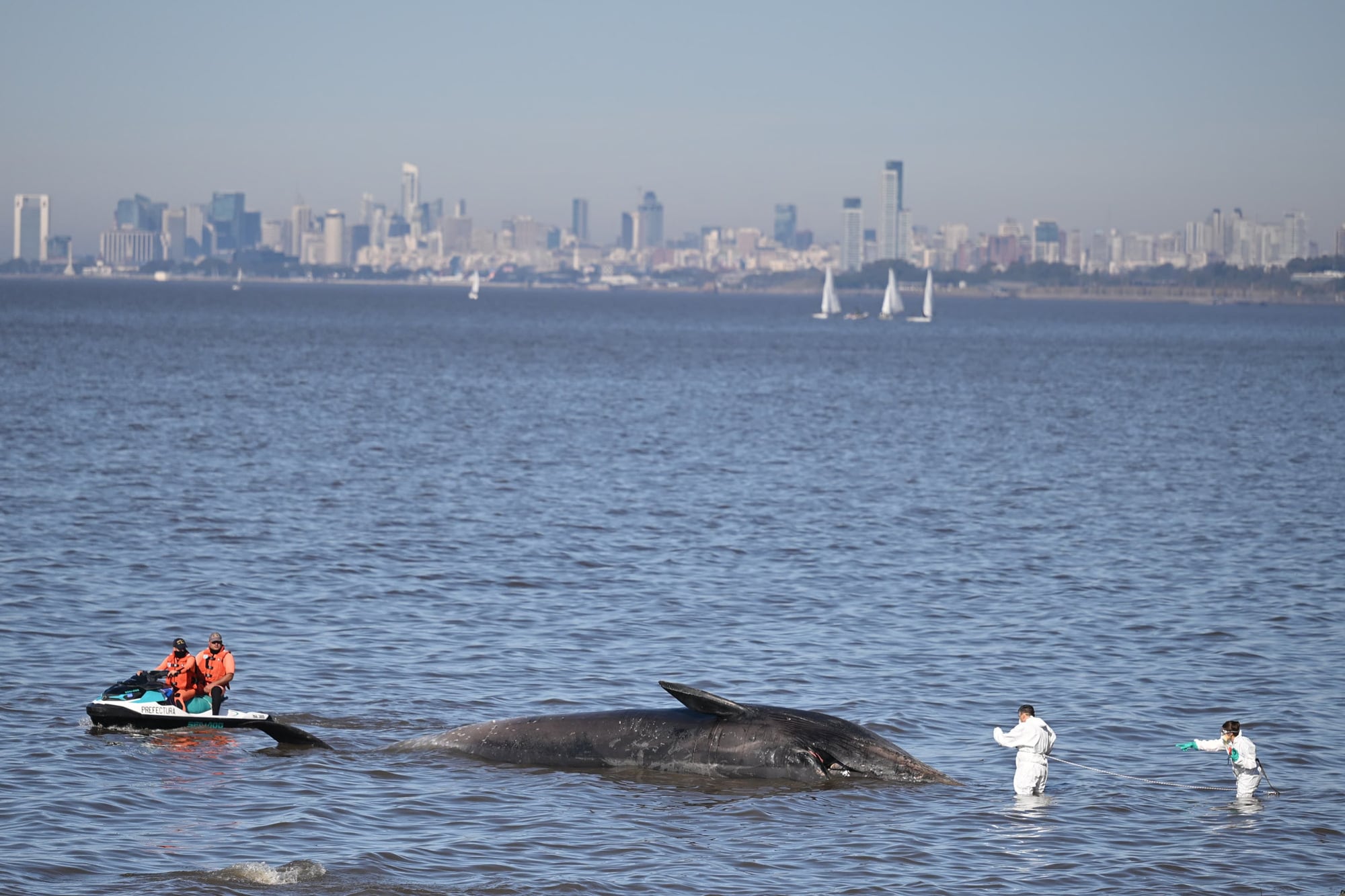 Operativo para extraer a la ballena del río