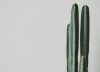 Las 7 plantas que deberían estar fuera de casa para evitar problemas en el hogar, según el Feng Shui