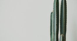 Las 7 plantas que deberían estar fuera de casa para evitar problemas en el hogar, según el Feng Shui