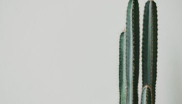 Las 7 plantas que deberían estar fuera de casa para evitar problemas en el hogar, según el Feng Shui
