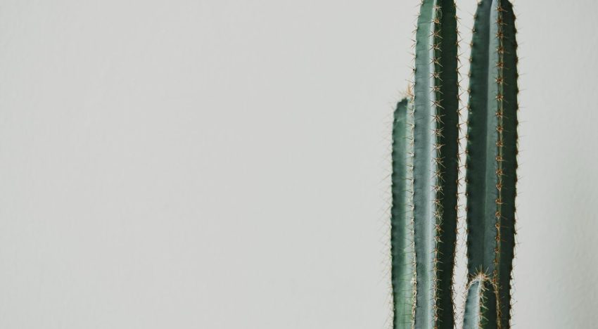 Las 7 plantas que deberían estar fuera de casa para evitar problemas en el hogar, según el Feng Shui